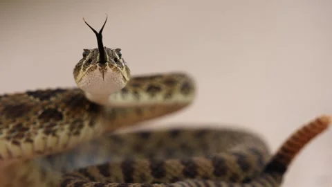 Prairie Rattlesnake Vidéo 342964054