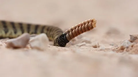 Prairie Rattlesnake Vidéo 342968310