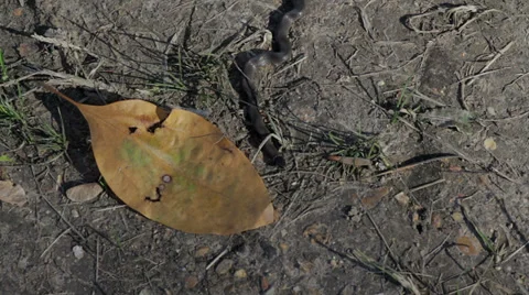 Prairie Ringneck Snake Stock Footage 32328312