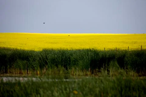 Prairie Scene Saskatchewan 스톡 사진