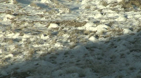Prairie Snow Melt 動画素材 54752524