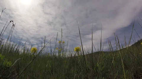 Prairie Sunflowers Stock Footage 249960547