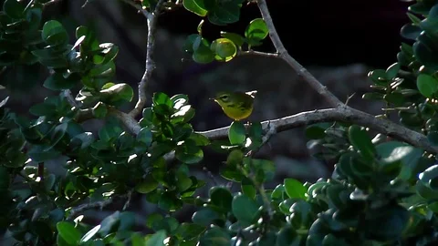 A Prairie warbler sits in the forest looking around and then flies off. Stock Footage 70114322