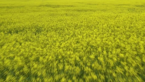 Prairie wheat fields 4K Aerial Drone Footage Stock Footage 125280218