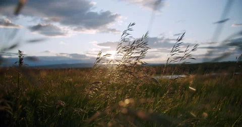 Prairie Wheat Grass Blowing in the Wind During Sunset in Lethbridge Alberta Stock Footage 136176751