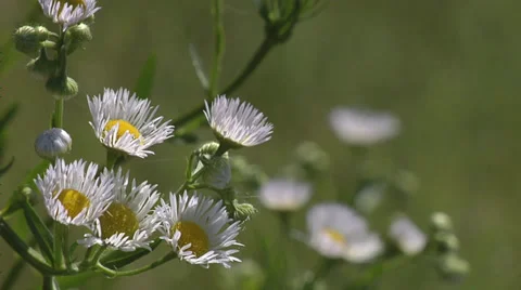Prairie wild flowers Stock Footage 34621772
