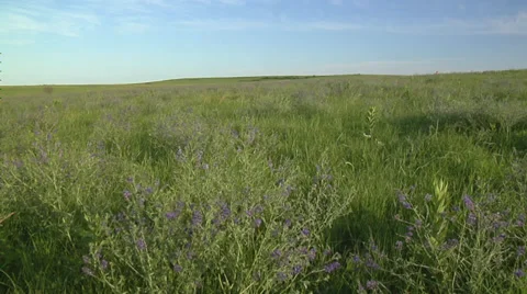 Prairie wild flowers Stock Footage 34622042