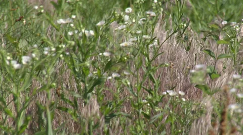 Prairie wild flowers Stock Footage 34623449