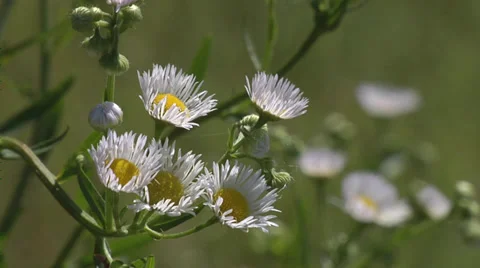 Prairie wild flowers Stock Footage 34624064