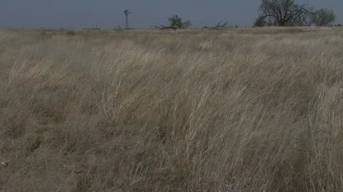 A prairie windmill on wind blown grass, camera zoom to close of grass, 4K. Stock Footage 246881369