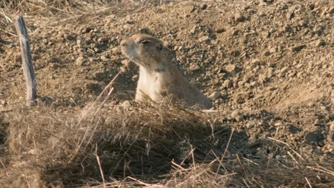 PrairieDogs EDITED SQNC Stock Footage 98092095