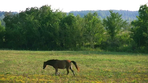 Prairies and Horses Stock Footage 332816998