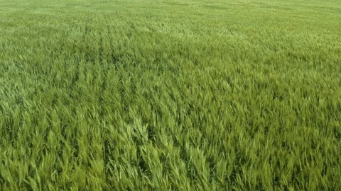 Prairies fields 4K Aerial Drone Footage Stock Footage 125280665