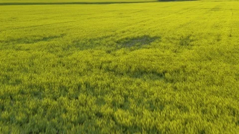 Prairies wheat fields 4K Aerial Drone Footage Stock Footage 125280314