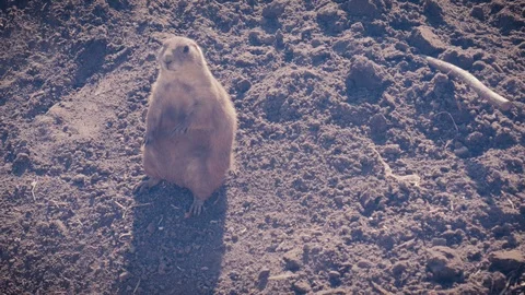 Prairy dog top view Stock Footage 99782885