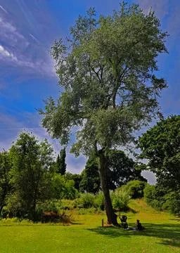 Pram under tree Stock Photos