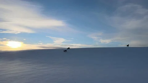 A Prance on the Hill Stock Footage 169054600