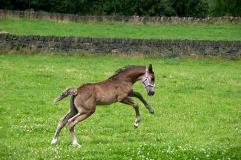 Prancing foal Stock Photos