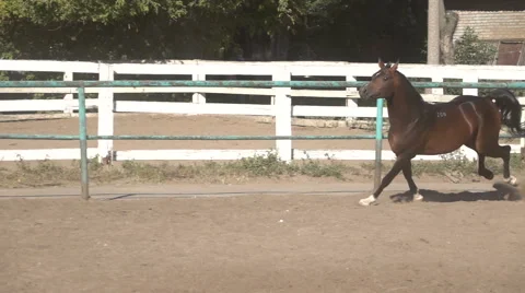 Prancing horse on the sand Stock Footage 56051568