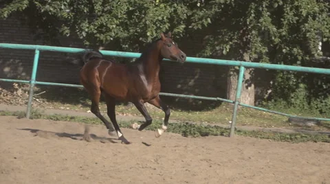 Prancing horse on the sand slow motion video Stock Footage 56140950