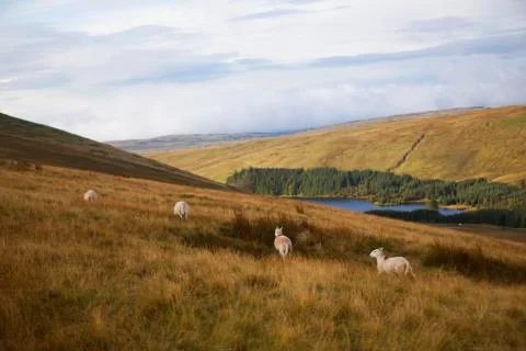 Prancing lined up sheep  Stock Photos