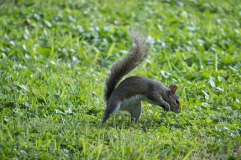 Prancing Squirrel Stock Photos