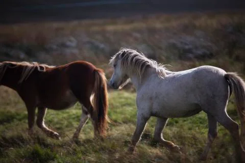 Prancing white and brown pony in the fields  Stock Photos