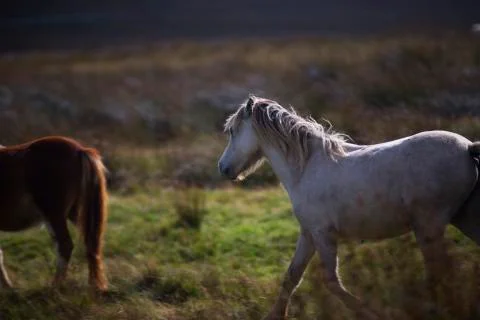 Prancing white pony in the fields  Stock Photos