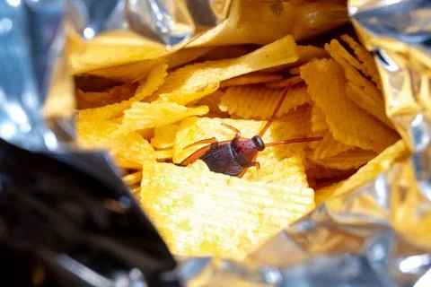 Prank cockroach in a bag of potato chips Stock Photos