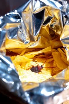 Prank cockroach in a bag of potato chips Stock Photos