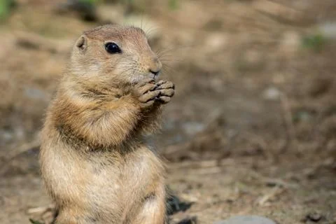 Prarie dog (3) Stock Photos