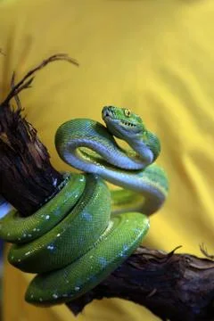 Präsentation einer Grünen Baumpython, Green Tree Python, Morelia viridigis. 스톡 사진