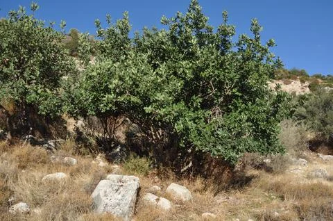 Prastio nature path. Stock Photos