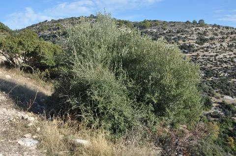 Prastio nature path. Stock-Fotos