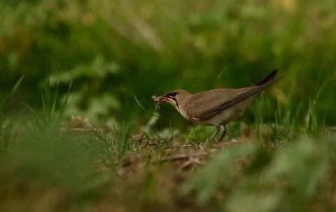 Pratincole bird Stock Photos