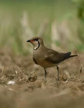 Pratincole breeding Stock Photos
