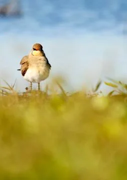 Pratincole Stock Photos