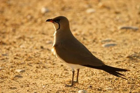 Pratincole Stock Photos