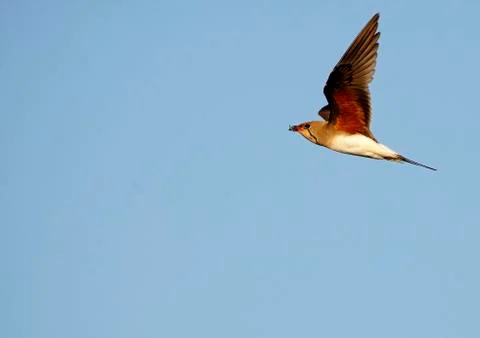 Pratincole Stock Photos
