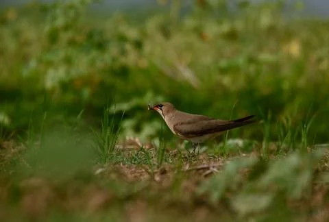 Pratincole Stock Photos