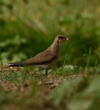 Pratincole Stock Photos