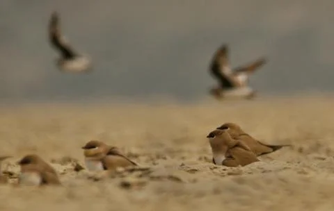 Pratincole Stock Photos