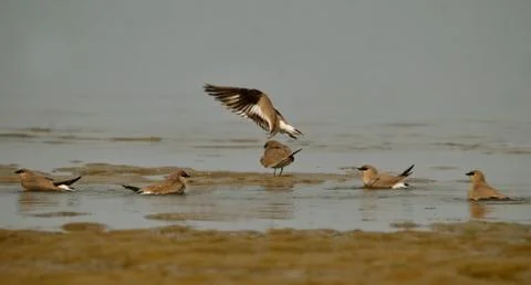 Pratincole Stock Photos