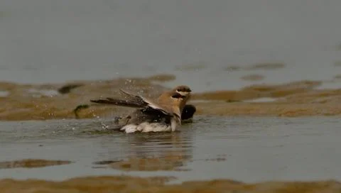 Pratincole Stock Photos
