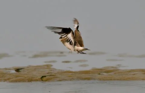 Pratincole Stock Photos