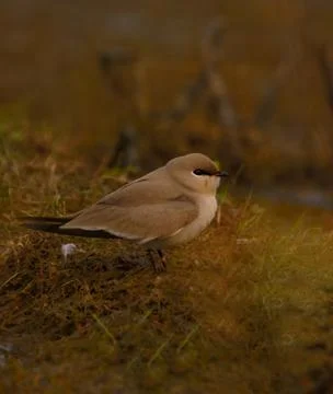 Pratincole Stock Photos