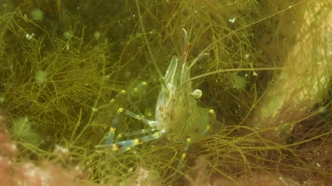 Prawn cleaning itself in seaweed, Common shrimp (Palaemon serratus), 4k Stock Footage 231250725