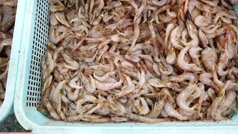 Prawn displayed and selling Stock Footage 272835975