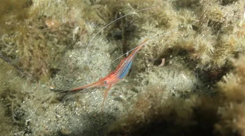 Prawn 動画素材 12531612