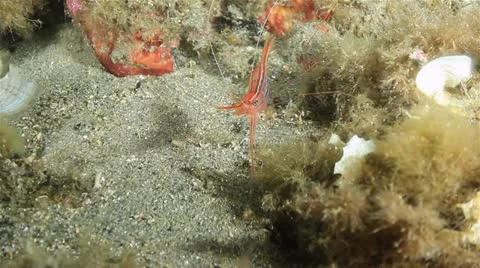 Prawn 動画素材 12570983